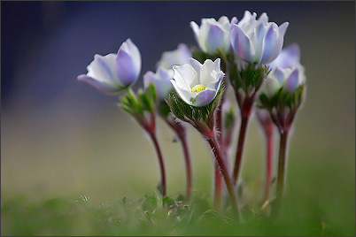 Ecrins de Lumière - Photographies de Xavier Jamonet - Photo nature - Anmones printanires, Vanoise