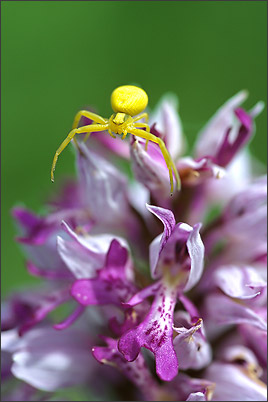 Ecrins de Lumière - Photographies de Xavier Jamonet - Photo nature - Orchis militaris et Misumène