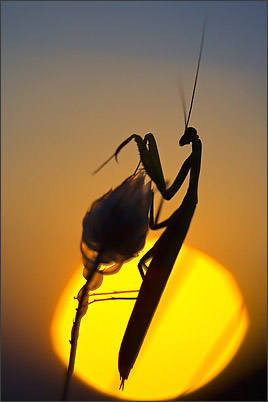 Ecrins de Lumière - Photographies de Xavier Jamonet - Photo nature - Mante Religieuse