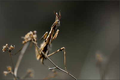 Ecrins de Lumière - Photographies de Xavier Jamonet - Photo nature - Empuse, Drme