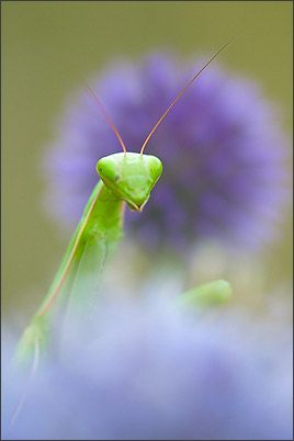 Ecrins de Lumière - Photographies de Xavier Jamonet - Photo nature - Mante Religieuse