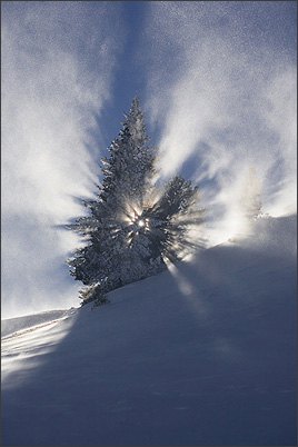 Ecrins de Lumière - Photographies de Xavier Jamonet - Photo nature - Sauterelle