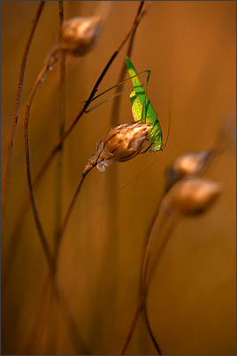 Ecrins de Lumière - Photographies de Xavier Jamonet - Photo nature - Sauterelle