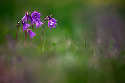 Ecrins de Lumière - Photographies de Xavier Jamonet - Photo nature - Soldanelle, Vercors