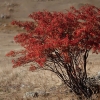 ZZ002_automne_xavier_jamonet_ecrins_de_lumiere
