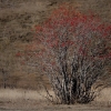 ZZ008_automne_xavier_jamonet_ecrins_de_lumiere