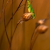 ZZ010_automne_xavier_jamonet_ecrins_de_lumiere