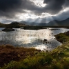 Rais sur le Rannoch Moor