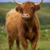 ZZ050_ecosse_xavier_jamonet_ecrins_de_lumiere