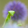 Regard de Mante