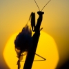 ZZ015_ete_xavier_jamonet_ecrins_de_lumiere