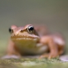 Sourire de grenouille