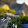 ZZ072_ete_xavier_jamonet_ecrins_de_lumiere