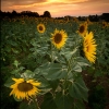 Sunflowers