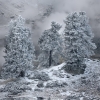 Premières neiges