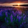  Lupins à Husavik