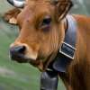 ZZ003_printemps_xavier_jamonet_ecrins_de_lumiere