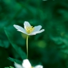 ZZ007_printemps_xavier_jamonet_ecrins_de_lumiere