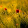 ZZ008_printemps_xavier_jamonet_ecrins_de_lumiere