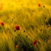 ZZ009_printemps_xavier_jamonet_ecrins_de_lumiere