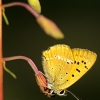 ZZ010_printemps_xavier_jamonet_ecrins_de_lumiere