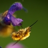 Pose de Bombyle