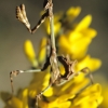ZZ020_printemps_xavier_jamonet_ecrins_de_lumiere