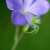 ZZ024_printemps_xavier_jamonet_ecrins_de_lumiere