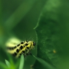 ZZ027_printemps_xavier_jamonet_ecrins_de_lumiere
