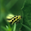 Chenille du Machaon