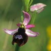 Ophrys de la Drôme