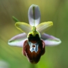 Ophrys splendida