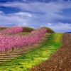 ZZ039_printemps_xavier_jamonet_ecrins_de_lumiere