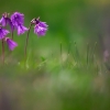 ZZ047_printemps_xavier_jamonet_ecrins_de_lumiere