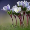 ZZ050_printemps_xavier_jamonet_ecrins_de_lumiere