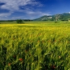 ZZ056_printemps_xavier_jamonet_ecrins_de_lumiere
