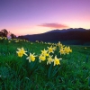 ZZ077_printemps_xavier_jamonet_ecrins_de_lumiere