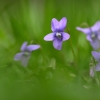 ZZ100_printemps_xavier_jamonet_ecrins_de_lumiere