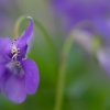 ZZ102_printemps_xavier_jamonet_ecrins_de_lumiere
