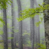 ZZ107_printemps_xavier_jamonet_ecrins_de_lumiere