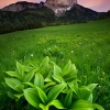 ZZ110_printemps_xavier_jamonet_ecrins_de_lumiere