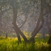 ZZ202_toscane_xavier_jamonet_ecrins_de_lumiere