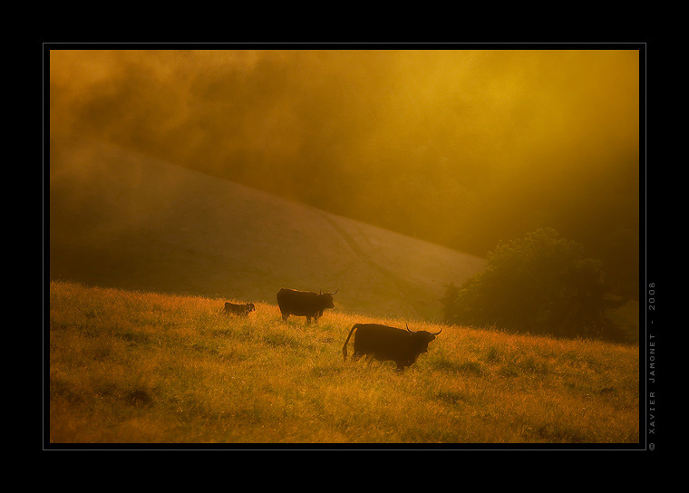 Monts du Lyonnais