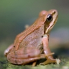 Fière grenouille