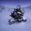 Dernière neige sur les Hauts Plateaux